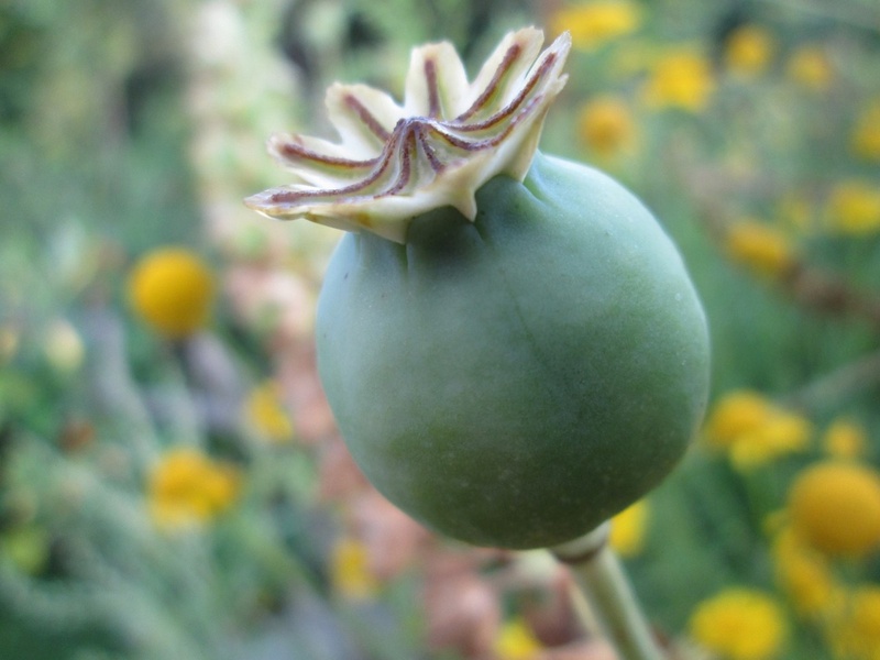 2K, yellow, no people, fruit, mohngewaechs, wellbeing, healthy eating, flowering plant, flower, day, plant, beauty in nature, nature, close-up, poppy