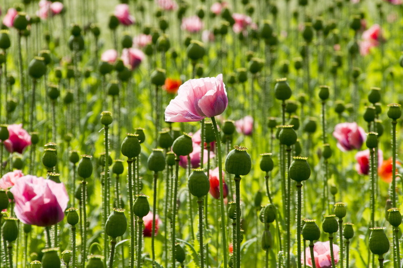 back light, petal, vulnerability, flower, field, plant, springtime, flowerbed, freshness, outdoors, tulip, pink, bloom, pink color, green color, inflorescence