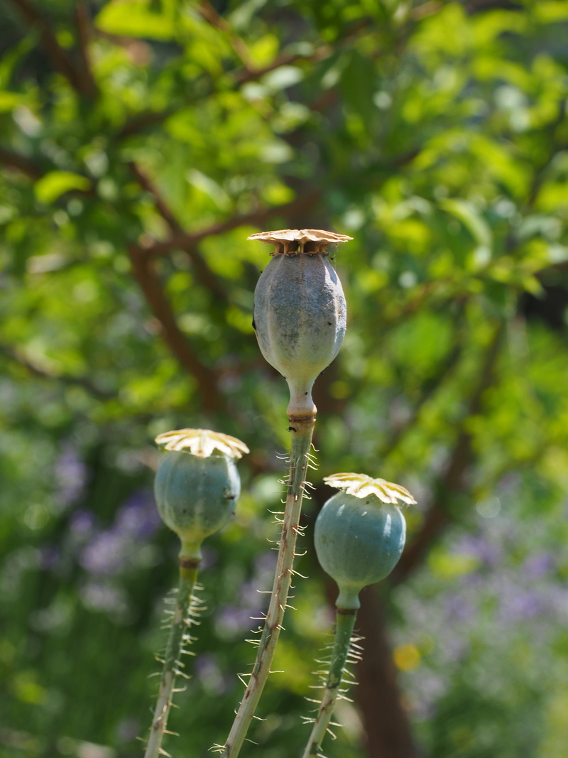 new life, poppy capsules, no people, flower, nature, flower garden, plant, vulnerability, fruit pods, focus on foreground, day, seed capsules, beginnings