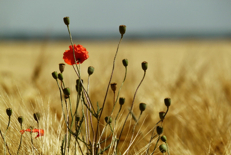 no people, red, spike, fragility, close-up, mohngewaechs, field, flower head, closeup, agriculture, rural Scene, cornfield, freshness, cereals, wildflowers
