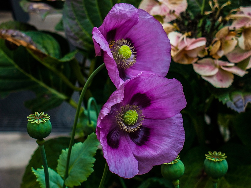 flowering plant, no people, poppy capsule, poppy, outdoors, purple, leaf, plant, flowers, poppy flower, focus on foreground, flower, poppy meadow, growth