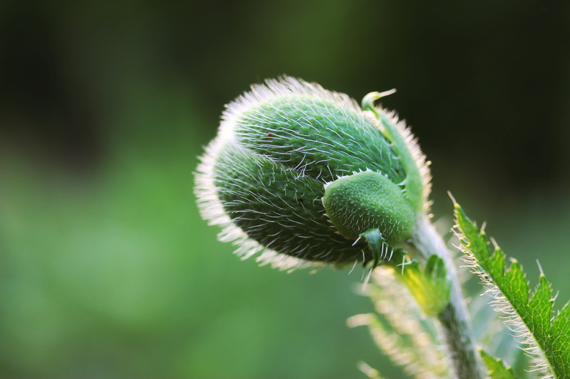 nature, vulnerability, beauty in nature, plant part, leaf, close-up, sepal, flowering plant, poppy, 5K, bud, no people, day, spiky, macro, plant, poppy capsule