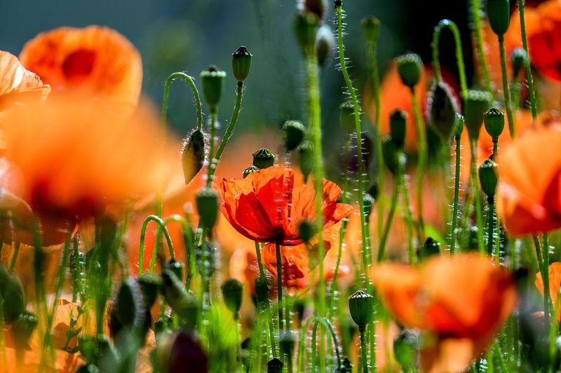 poppy flower, nature, ornamental garden, freshness, plant, beauty in nature, no people, close-up, klatschmohn, green color, orange color, vulnerability