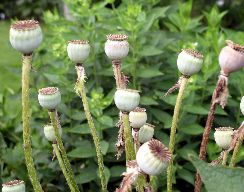 beauty in nature, green, growth, land, plant stem, vulnerability, seeds, freshness, nature, selective focus, field, day, close-up, outdoors, plant, poppy-capsules