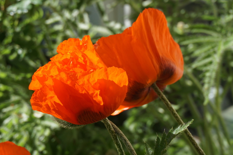 growth, focus on foreground, macro, outdoors, bloom, close-up, norway, poppy capsule, springtime, 2K, no people, flower head, vulnerability, freshness