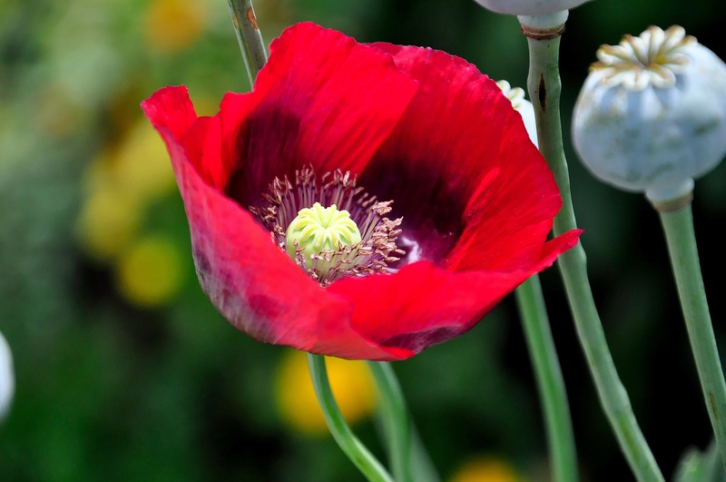 inflorescence, poppy, capsule, flowering plant, fragility, klatschmohn, beauty in nature, petal, nature, flower meadow, pollen, plant, red, close-up, freshness