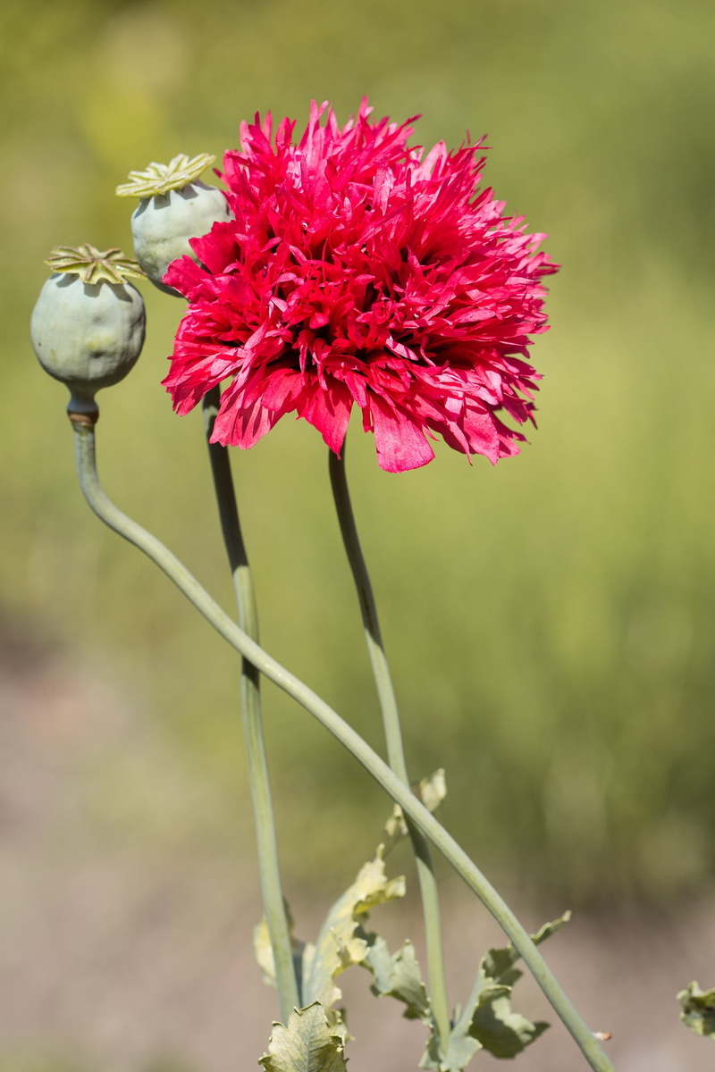 floral photography, vulnerability, botany, filled poppy, no people, poppy capsules, plant, flower, flower head, flowering plant, petal, focus on foreground