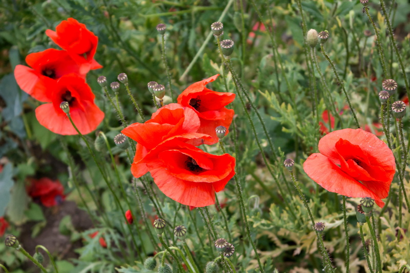 growth, poppy, flowering plant, nature, no people, focus on foreground, klatschmohn, day, field of poppies, fragility, field, freshness, pollen, calyx