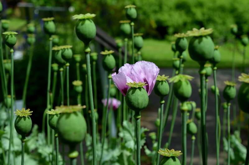 plant, fragility, focus on foreground, leaf, flower head, flower, purple, outdoors, plant stem, poppy, bud, no people, plant part, mohngewaechs, growth