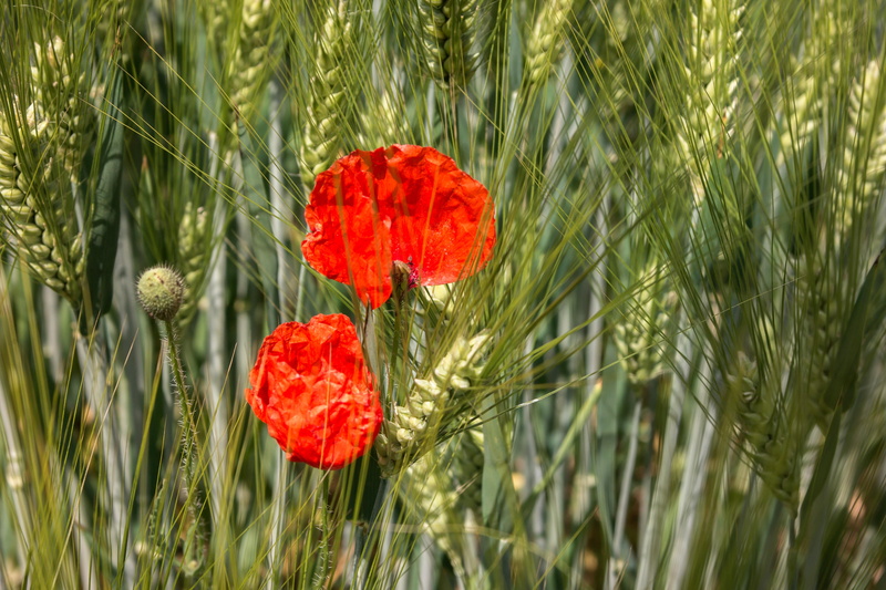 petal, barley field, plant, land, field, 5K, barley, cereals, inflorescence, red, red poppy, freshness, fragility, no people, colorful, vulnerability