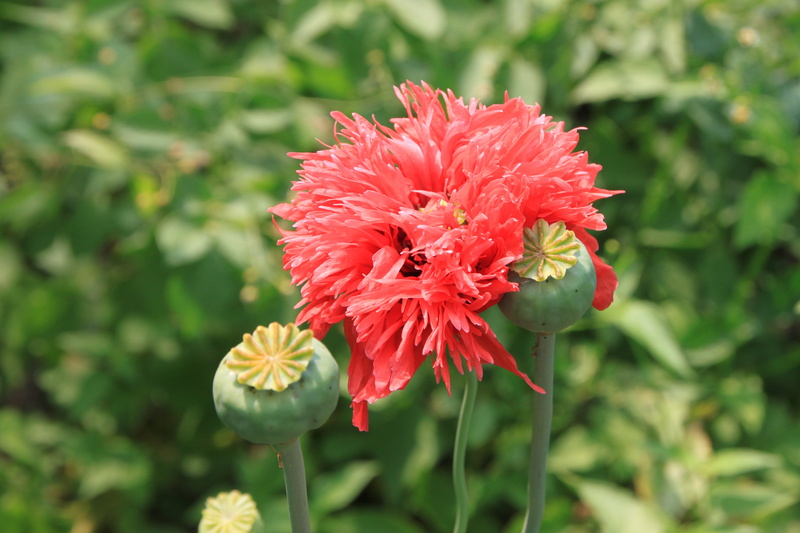 nature, medical supply, day, capsules, plants, vulnerability, close-up, flower, poppy, growth, flower head, opium, papaver, fragility, botany, outdoors