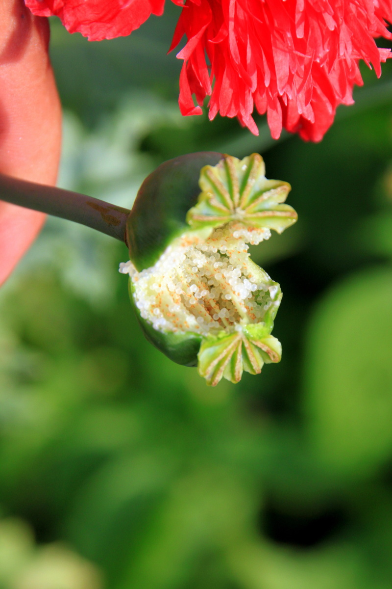 petal, close-up, vulnerability, plant part, outdoors, garden, nature, focus on foreground, flowering plant, growth, poppy, flower, pods, somniferum, fragility