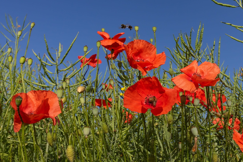 beauty in nature, vulnerability, red poppy, poppy, growth, nature, summer, bloom, close-up, outdoors, freshness, flanders poppy, land, petal, bud, flower
