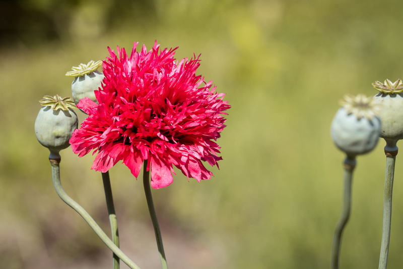 bloom, poppy capsules, filled poppy, red flower, freshness, summer, plant, animal wildlife, inflorescence, fragility, outdoors, beauty in nature, 1080P