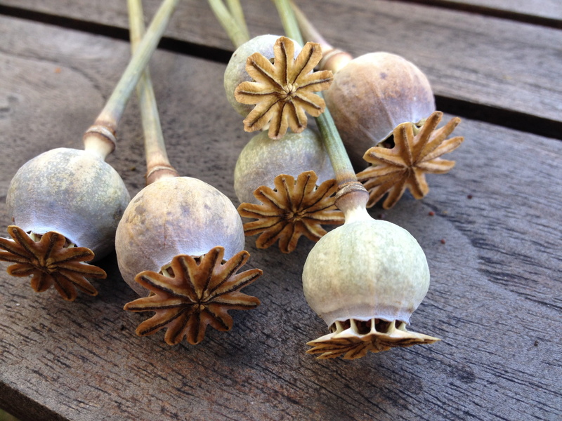 boll, pumpkin, poppy capsule, table, indoors, high angle view, spice, close-up, healthy eating, wood - material, group of objects, star shape, 2K, poppy