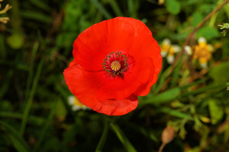 late summer, growth, single bloom, poppy, inflorescence, petal, red, close, springtime, single poppy flower, 5K, freshness, beauty in nature, focus on foreground