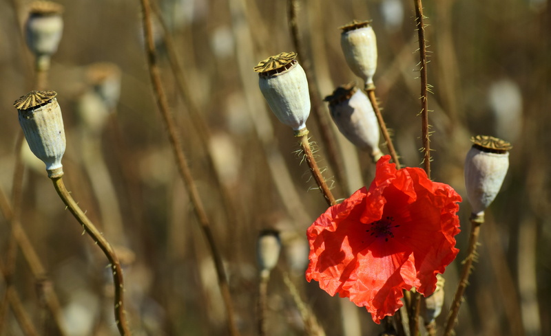 no people, red, tranquility, poppy capsules, summer, dry, farbenspiel, blossom, outdoors, poppy seeds, freshness, red poppy, poppy, beauty in nature, bloom