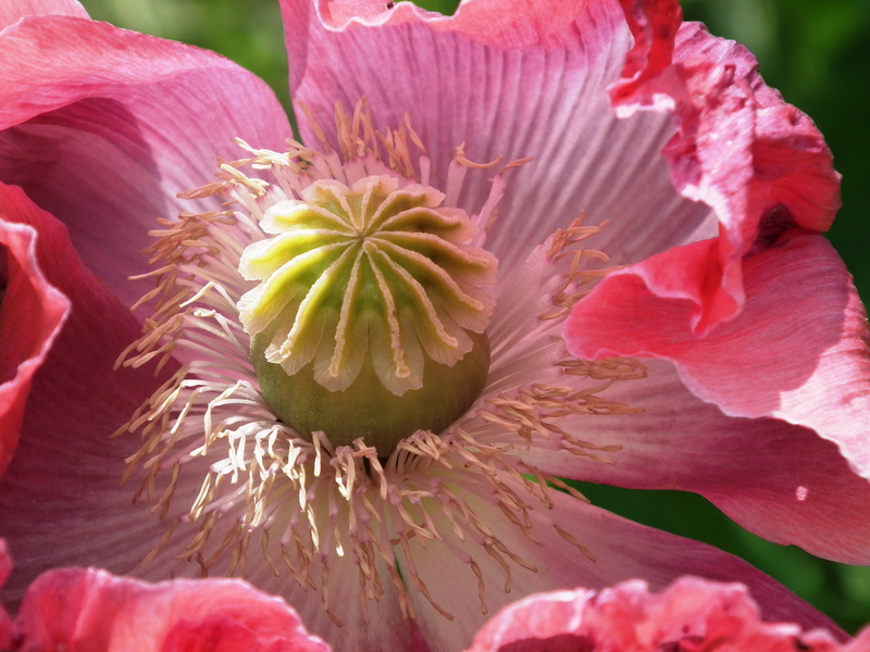 pink color, stamens, Pink, pink, inflorescence, vulnerability, poppy capsule, freshness, day, Poppy, pollen, flower, close-up, mohngewaechs, nature, stamen