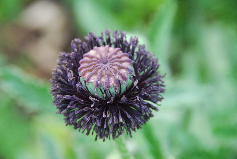 Capsule, purple, plant, Boll, focus on foreground, green color, no people, freshness, inflorescence, fragility, growth, flower head, garden, nature, vulnerability