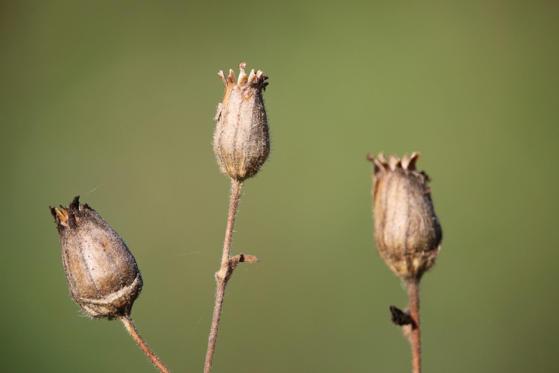 flowering plant, Poppy, fragility, new life, flower, close-up, green background, outdoors, growth, flower head, animal wildlife, freshness, plant, nature