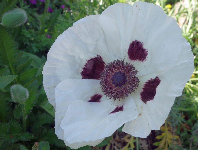 garden, oriental poppy, petal, bloom, beauty in nature, day, poppy plant, turkish poppy, plant, mohngewaechs, no people, poppy, gardening poppy, 4K, white color