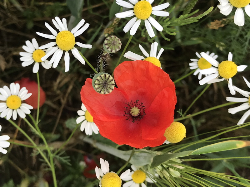 4K, bloom, flower, summer, chamomile, growth, nature, colorful, blossomed, fragility, yellow, field, field of poppies, grain, beauty in nature, vulnerability