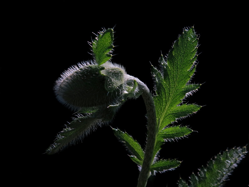 beauty in nature, black background, growth, tranquility, vulnerability, poppy, poppy flower, outdoors, blossom, studio shot, bloom, fragility, klatschmohn capsule