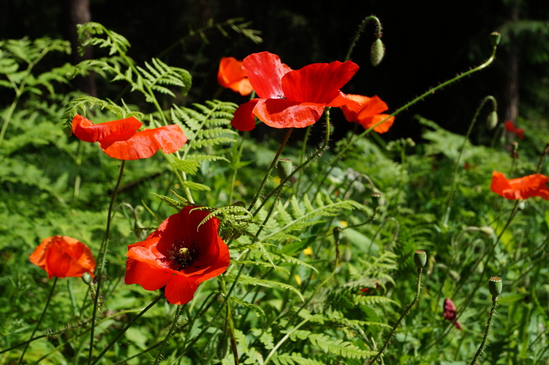 green color, poppy capsule, poppy flower, focus on foreground, close, inflorescence, close-up, no people, faded, poppy, plant part, summer, mohngewaechs