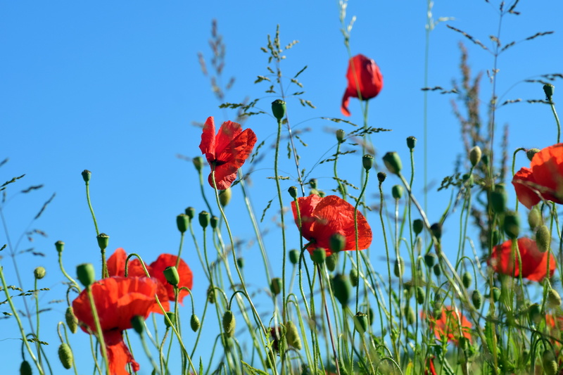 orange, spring, lens, fragility, land, poppy flower, blossom, flower head, summer, shift, bloom, flower meadow, outdoors, rural Scene, beauty in nature