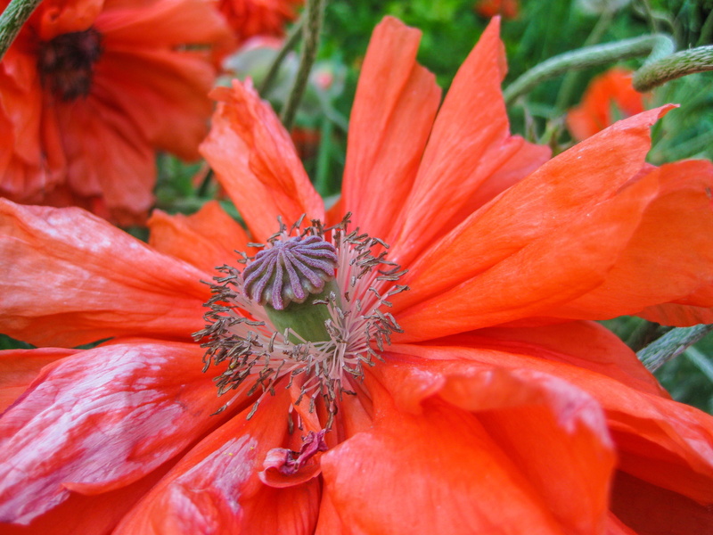 red poppy, focus on foreground, freshness, bloom, petal, fire-mohn, vulnerability, fragility, poppy capsule, inflorescence, oriental poppy, red, orange color