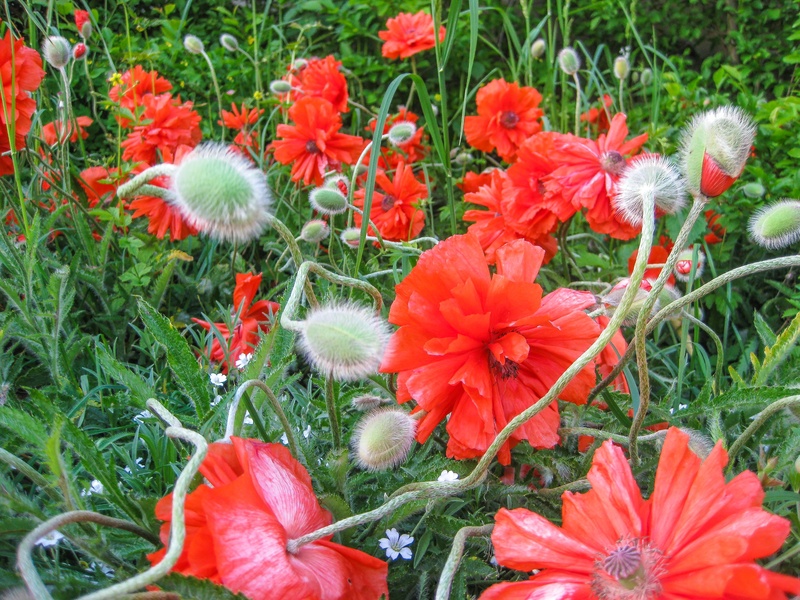 blossom, bloom, fire-mohn, 2K, vulnerability, flower, beauty in nature, softness, day, petal, flower head, poppy capsule, perenn-mohn, inflorescence, summer