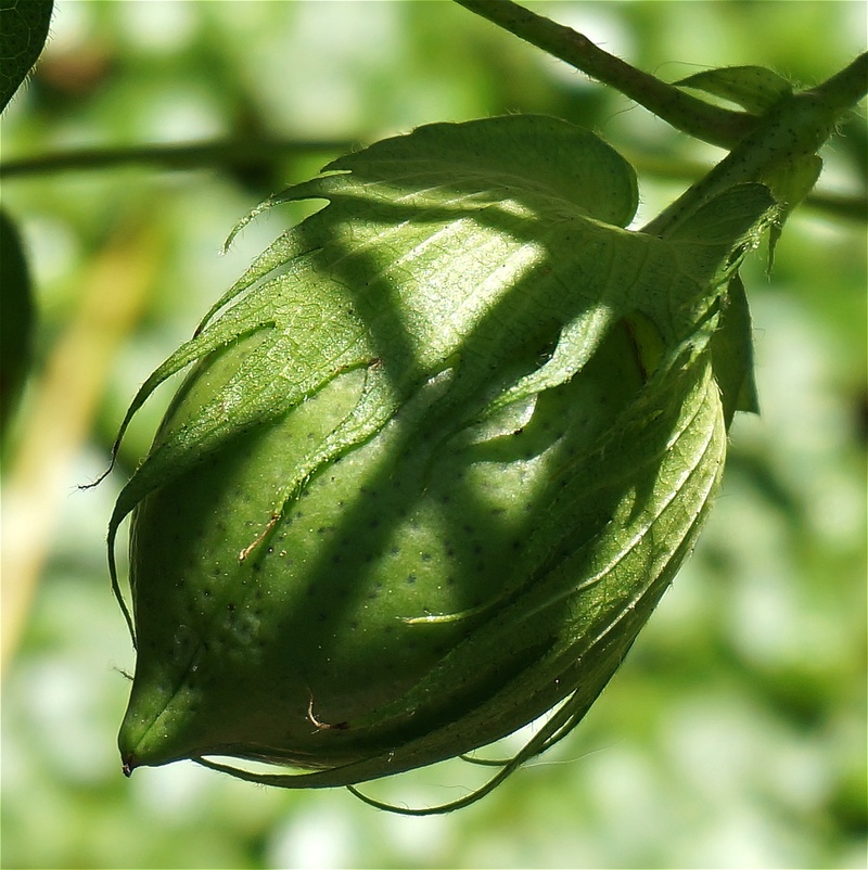 freshness, healthy eating, 2K, green, cotton boll, cotton, organic, day, growth, nature, vegetable, no people, green color, plant part, food and drink