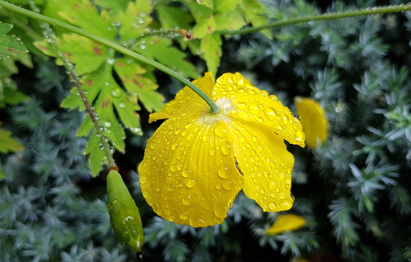 bloom, fragility, flower, drop, growth, drip, summer rain, poppy flower, freshness, close-up, inflorescence, rainy season, poppy, flowering plant, dewdrop
