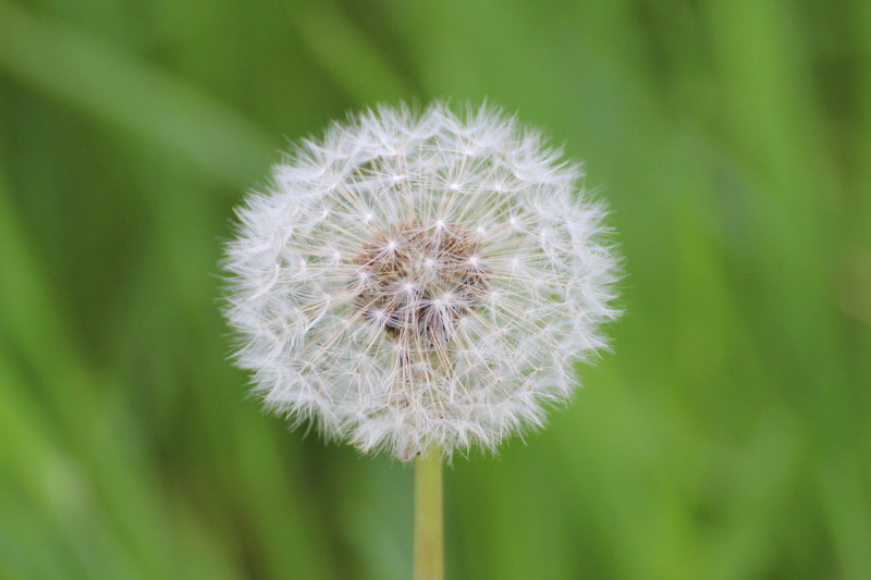 natural condition, close, summer, boll, seed, flower head, positive emotion, softness, vulnerability, taraxacum sect, ruderalia, white color, growth, plant