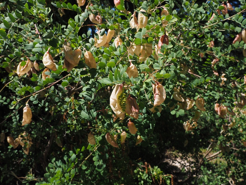 like a bubble, vesicular, food, toxic, vesicular bolls, close-up, food and drink, green color, vesicular fruits, faboideae, vulnerability, ornamental shrub