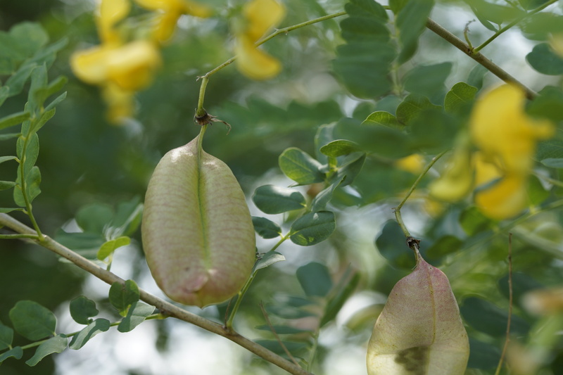 nature, beauty in nature, plant part, macro, food, boll, green color, plant stem, pods, fruit, growth, close, freshness, seeds, food and drink, tree, bubble brush