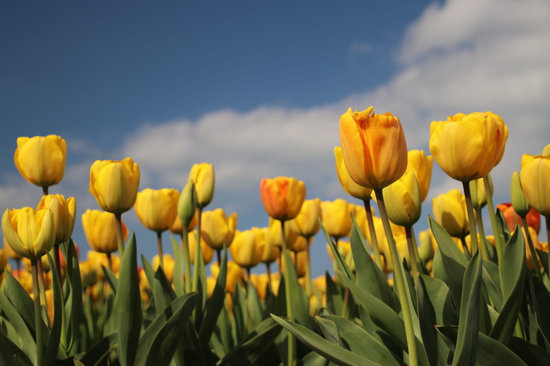 bulbs, spring, springtime, plant, close-up, bulb, outdoors, growth, vulnerability, petal, flower, flowering, tulip, cloud - sky, 5K, sky, yellow, bloom