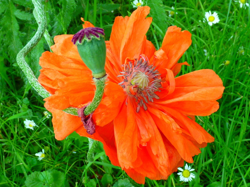day, petal, flower head, beauty in nature, red, flowering plant, orange, land, flower, 4K, orange color, nature, poppy, bloom, close-up, boll, freshness