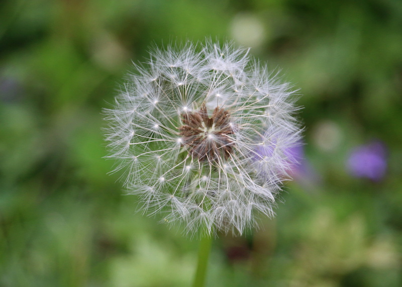 meadow, day, dandelion seed, flowering plant, nature, plant, outdoors, vulnerability, Boll, beauty, close-up, purple, Flower, beauty in nature, Dandelion