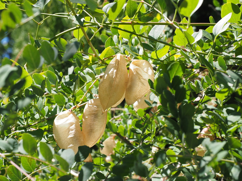 bubble caps, seed capsules, low angle view, bubble-like legumes, green color, rispig, yellow bubble shrub, legume, vesicular bolls, bollanartig, blow-fruits
