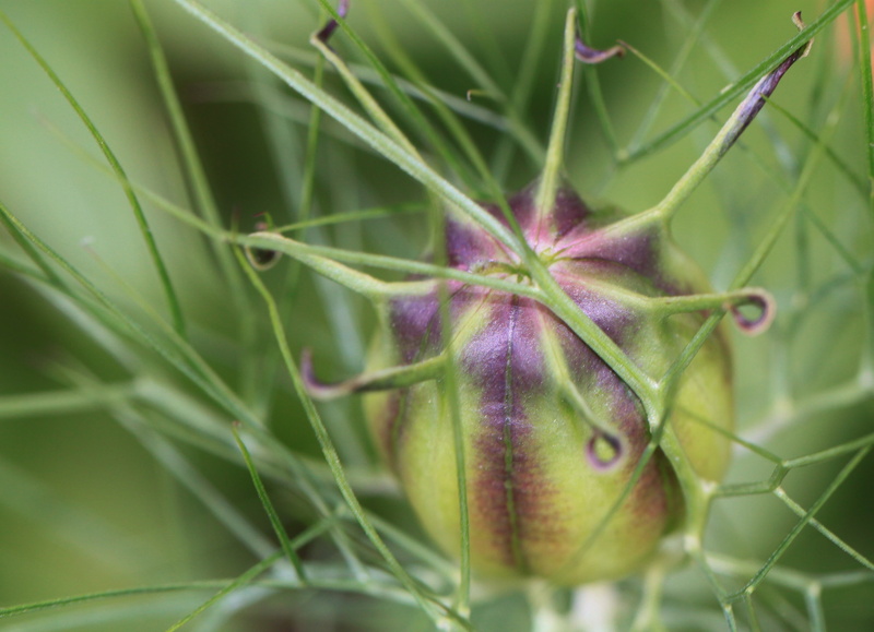 bud, purple, bloom, vegetable garden, capsule, food, leaf, plant capsule, wellbeing, fruit capsule, green color, close, 4K, flora, blossom, bizarre, freshness