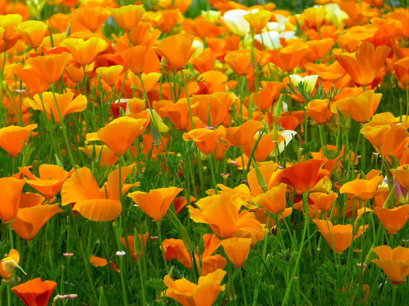 orange, vulnerability, petal, flowering plant, 4K, growth, plant, flowerbed, mohngewaechs, nature, field, tulip, freshness, day, yellow, inflorescence
