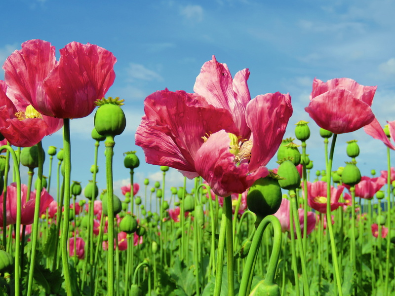 poppies, field of poppies, opium poppy, growth, flowering plant, field, germerode pink, springtime, petal, red, closeup, sky, photography, beauty in nature
