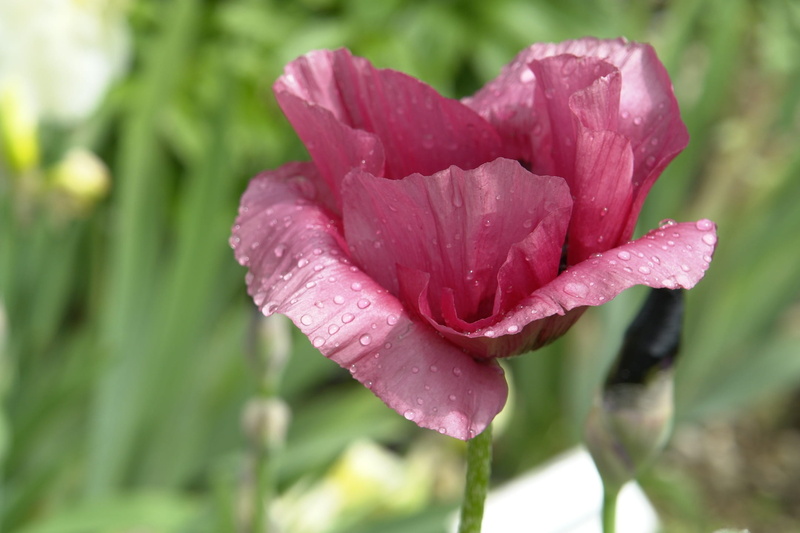 drop, fragility, red, dew, klatschmohn, vulnerability, flower, inflorescence, nature, red poppy, plant, growth, raindrop, softness, flora, mohngewaechs