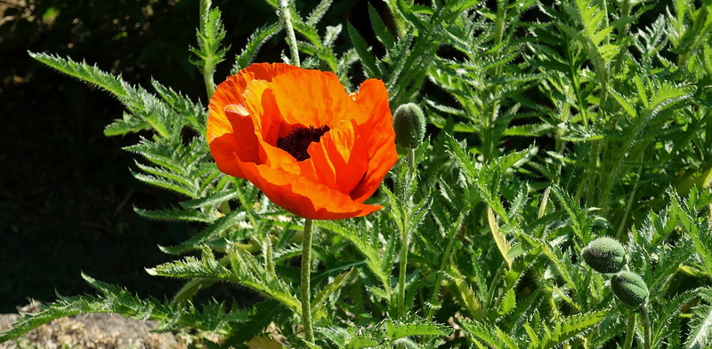 summer, green, 4K, close-up, focus on foreground, orange, color, outdoors, klatschmohn, flowering plant, flower head, bloom, vulnerability, red, inflorescence