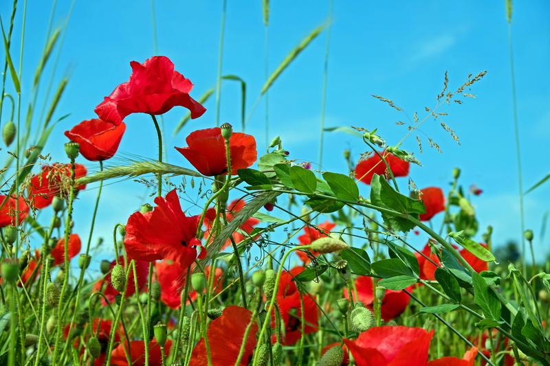 klatschmohn, red Poppy, summer, inflorescence, vulnerability, photography, bloom, blossom, flower head, poppy flower, green color, poppy buds, petal, wild flower