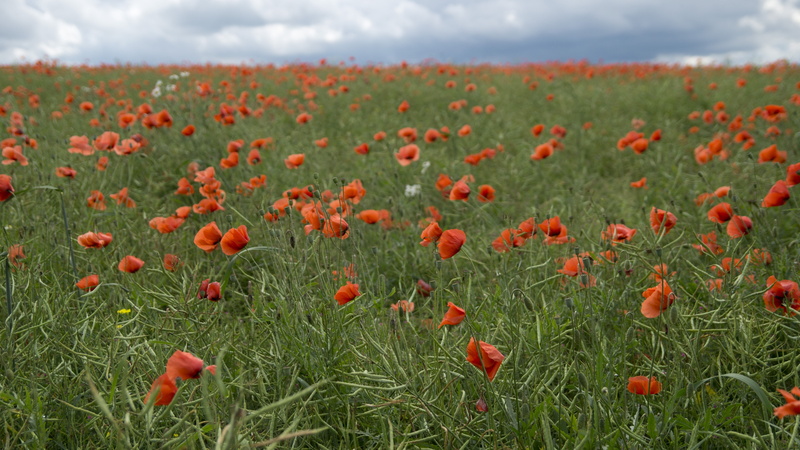blossom, cloud - sky, poppy, field, no people, sky, land, landscape, freshness, close-up, flower, wildflowers, outdoors, growth, red, tranquil scene, bloom