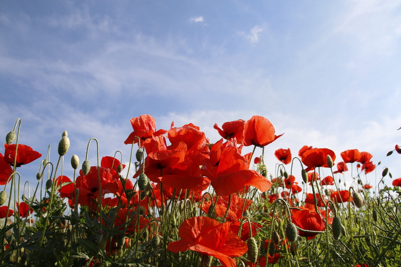 scenics, flowers, season, field of poppies, growth, no People, Red Poppy, field, nature, Cornflower, klatschmohnfeld, vulnerability, green Color, grass