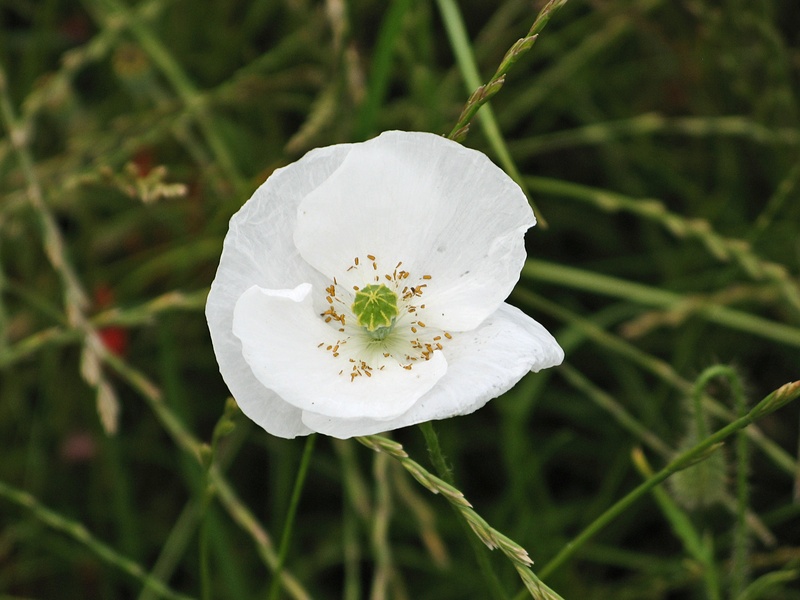 flower head, close-up, papaver rhoeas, nature, focus on foreground, freshness, flower, petal, poppy, outdoors, beauty in nature, inflorescence, vulnerability
