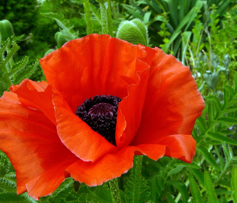 day, fragility, blossom, mohngewaechs, poppy flower, vulnerability, green color, flowering plant, growth, flower head, petaled, focus on foreground, plant